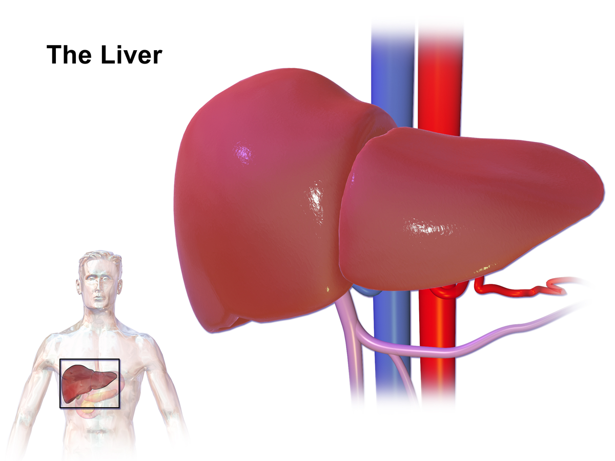 A vector image of liver.
