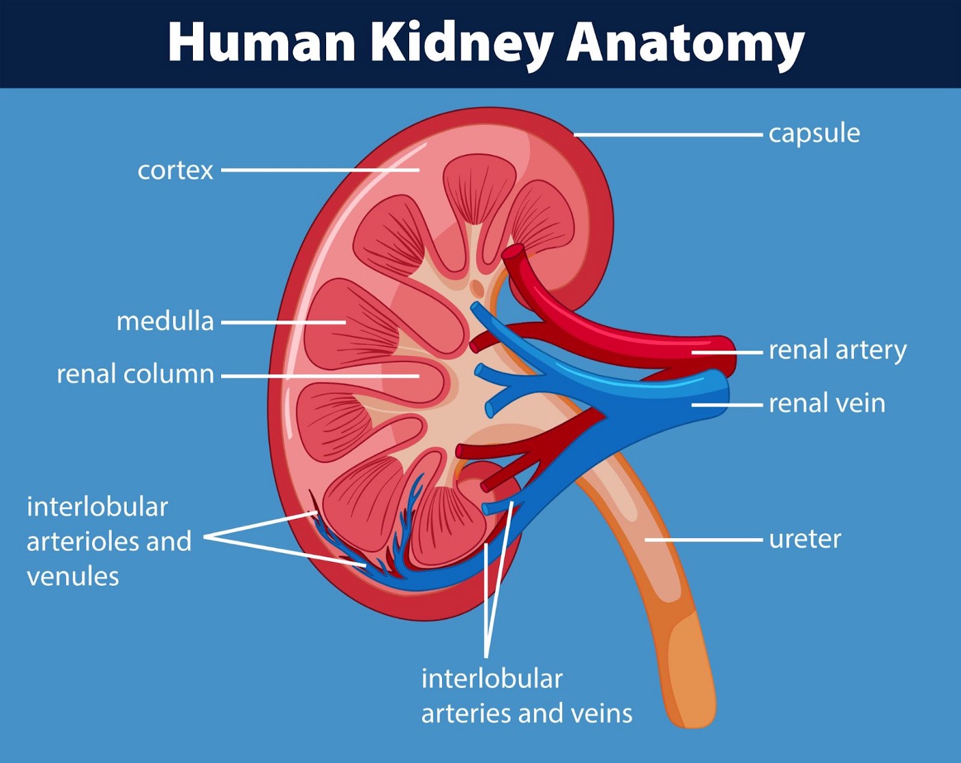 A vector image of human kidney anatomy.